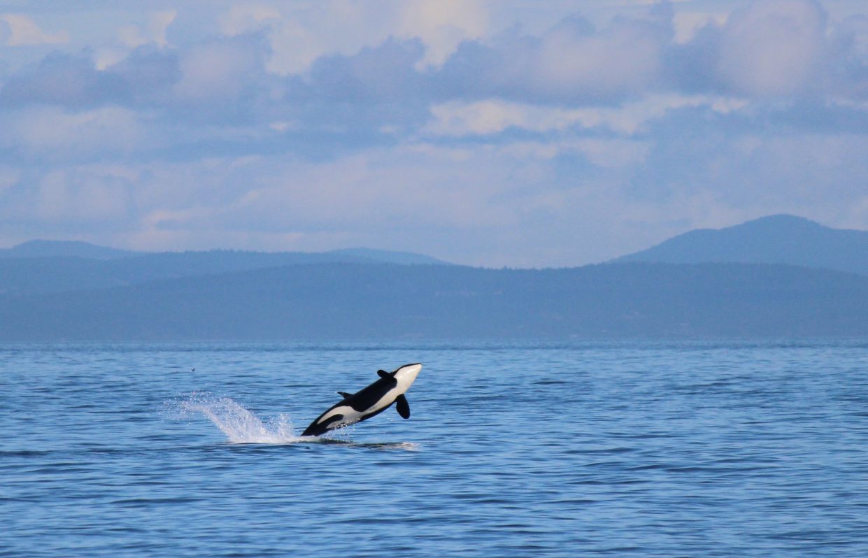 Mar argentino