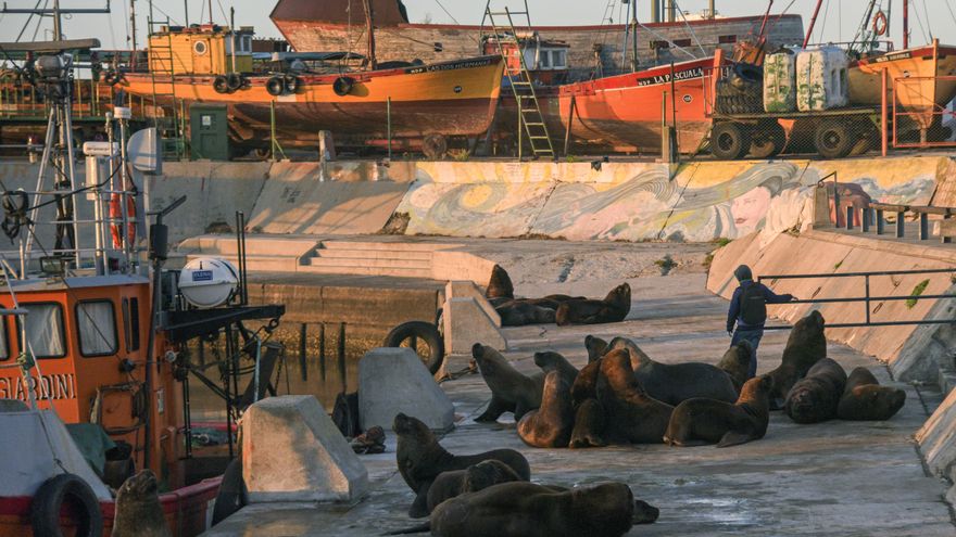 lobos banquina de pescadores