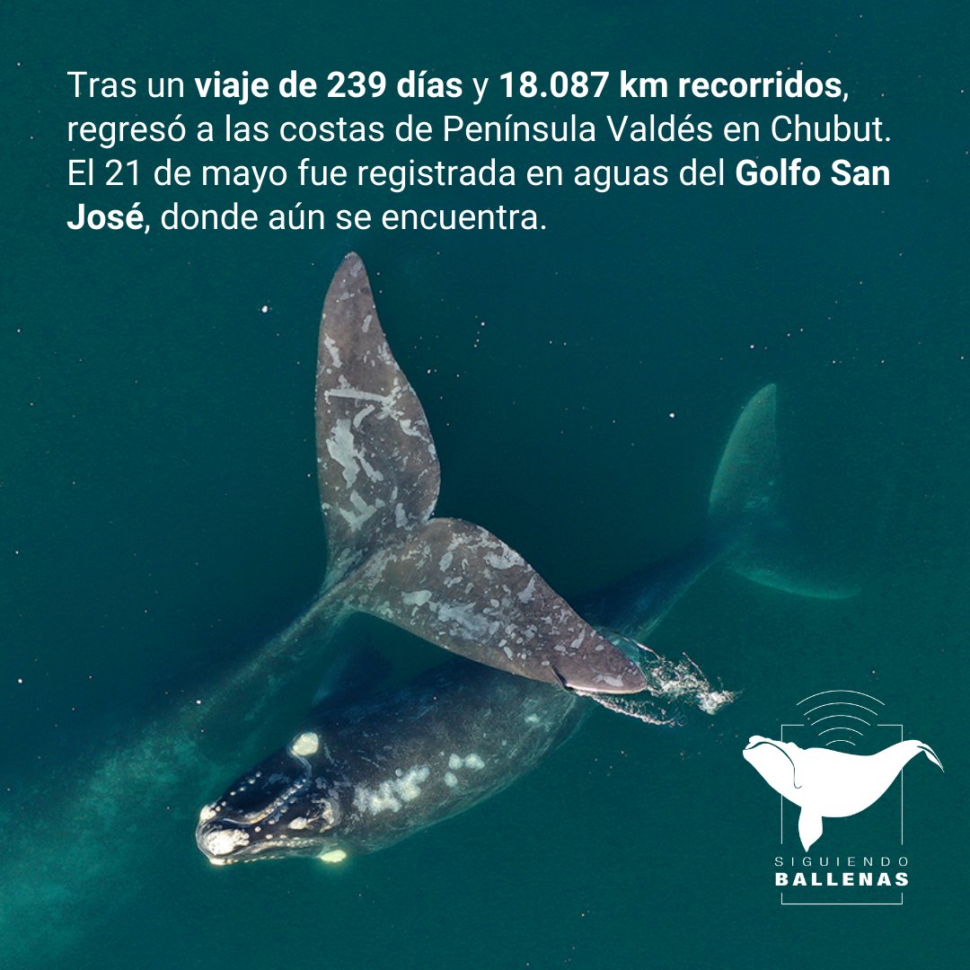 ballena recorrido