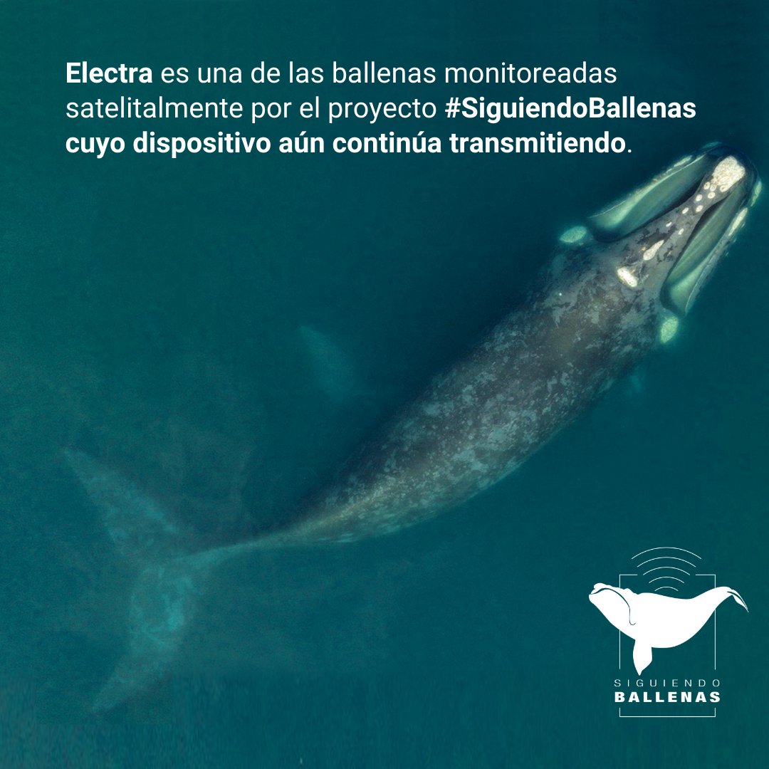 ballena recorrido