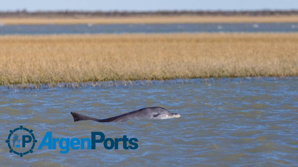 bahia blanca delfin