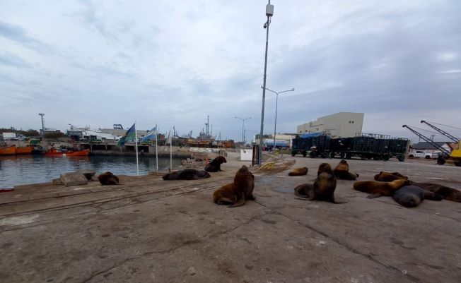 lobos puerto mar del plata