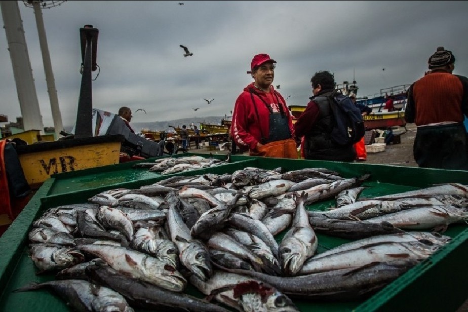 pesca merluza