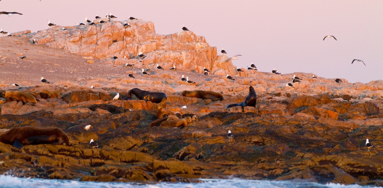 parque nacional islote lobos